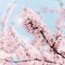 Cherry Blossom Clouds Poster Print by Keri Bevan - Item # VARPDX34582